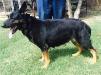 Zena z mesteno k-9