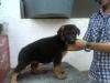 Jetta do vale das Gameleiras