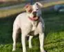 JR. CH New Blood Kennels Hit Girl