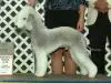 GCH LAMZ Viva Las Vegas