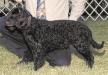 CH (AKC/UKC) Little Brownies Savanna