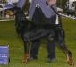 NBOB MBISS GCHG CH (AKC) Windbourne Every Hand's A Winner