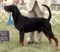 CH (AKC) Vikingsholm Clarence