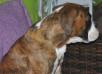 Familiaros b.J. aelia