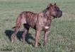 Riberbox Aquiles (Nito Astur Bull)