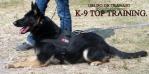 Artico of k-9 top training