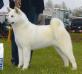 AKC CH Baycrest's Wave Of The Future