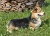 RUS,BEL,LT,LV,BG CH, CACIB, POL CH Laif Spring Tommi Taker