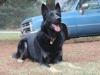 Wrights Sampson (K&S Quality Canines)