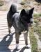 AKC CH Ancient Knights Witch Heart