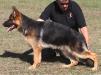 Tyson vom Mittelwest 11