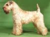  Wheaten Rebel`s Rock Me Ruby