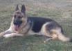 Royalair's Ivory Ivanhoe of Kody