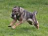 Tosha American Defender K-9