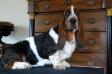  NewDown Bassets Ornella Vanoni