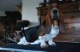 NewDown Bassets Operetta