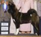 AKC CH Regalia's Darq Against All Odds