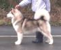 CRUFTS WINNER, CH Inupiat's Quuniqsuq Jason