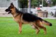 Dix Real K-9