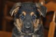 Pawtech K-9  Liam
