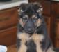 Pawtech K-9 Iris