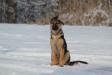Pawtech K-9 Kenny Wayne
