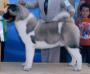 MEX GCH, MEX CH Instant Aceleration (Chapul)