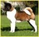 BIS MULTI GCH, MULTI CH, MULTI JCH Torazo's Pearl Ike Warrior