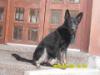 Lala Pura Real K-9