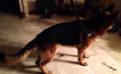 Duke Vom Kirsys