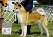 AKC CH Akiko's Hope Diamond