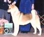 AKC CH Akiko's Princess Sasha Lee