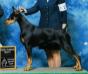 AKC CH Windsong's Fame N Fortune v Shelian