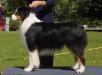 ASCA CH Wyndstars Jd Black Of Wildeoak