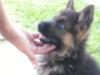 Mateo Real K-9