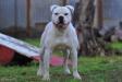 Ch. ABNA, Champion Europe ABNA bully 2015 Icy de la Kamy Toon's