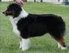 CH (AKC) Spring Fever Great Expectation