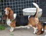  NewDown Bassets Primeiro