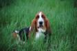 NewDown Bassets Quincy Jones