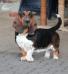 NewDown Bassets Queen of Diamond