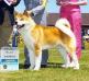 AKC CH Excel Shu-Ku's Mr Big Stuff