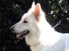 Nancy The Lovely White Shepherd