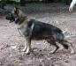Gary Real K-9