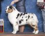 AKC BIS BISS GCHS CH/ASCA HOF CH Spring Fevers Wanna Dance