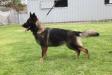 Wibke Real K-9
