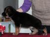 Weitenshof Livia
