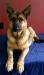 Jetta vom on guard