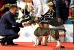 Champion Romania, Champion Bulgaria Lege Artis Tipit Z Hanky