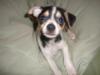 Tiny Tim