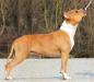 JCH. J.BOG BOB CACIB Empress from Fer-staff